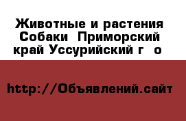 Животные и растения Собаки. Приморский край,Уссурийский г. о. 